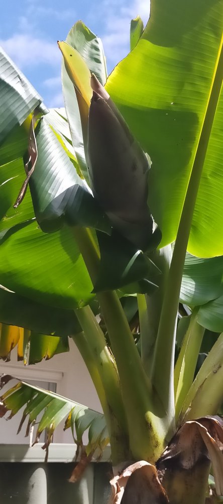 Small buds